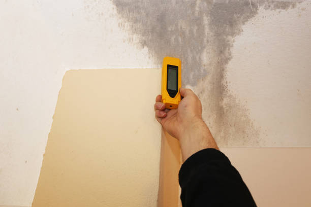 Best Mold Damage Restoration  in Valencia West, AZ
