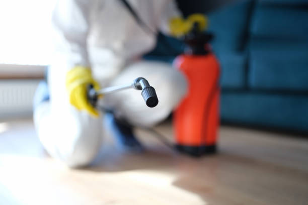 Best Black Mold Removal  in Valencia West, AZ