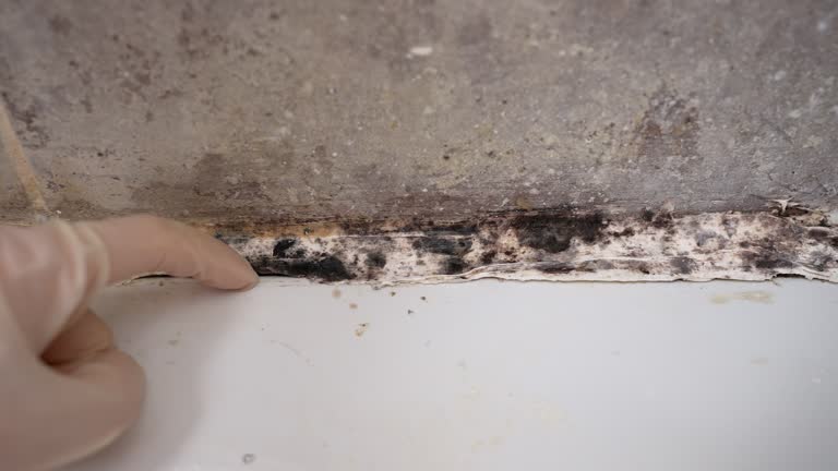 Best Asbestos and Lead Testing During Mold Inspection  in Valencia West, AZ
